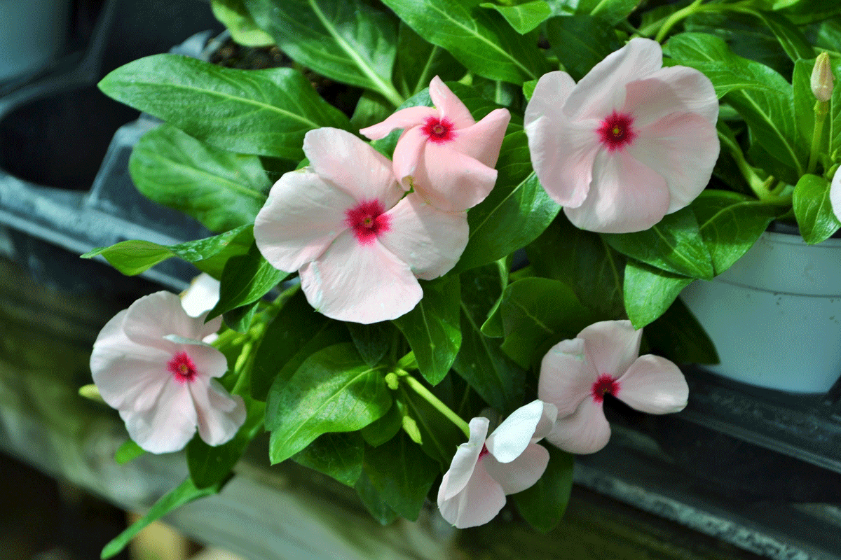 Why Do Vincas Die at Helen Wade blog