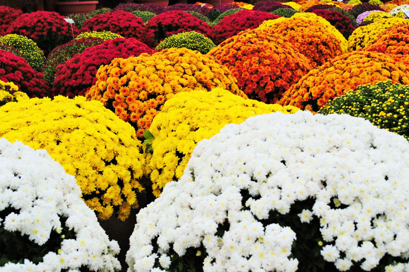 The Meaning of Mums Stutzmans Greenhouse & Garden Centers