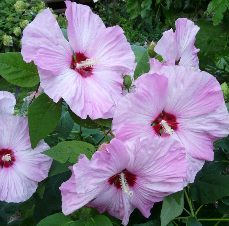 Hardy hibiscus provides great summer color Stutzmans Greenhouse