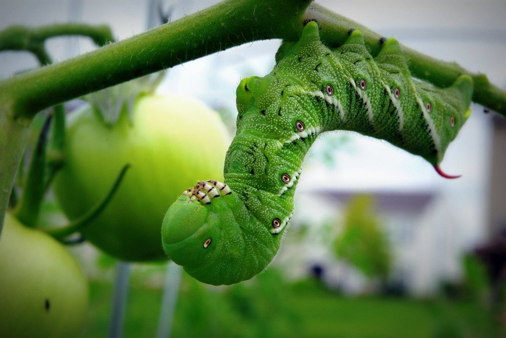 hornworm Stutzmans Greenhouse & Garden Centers