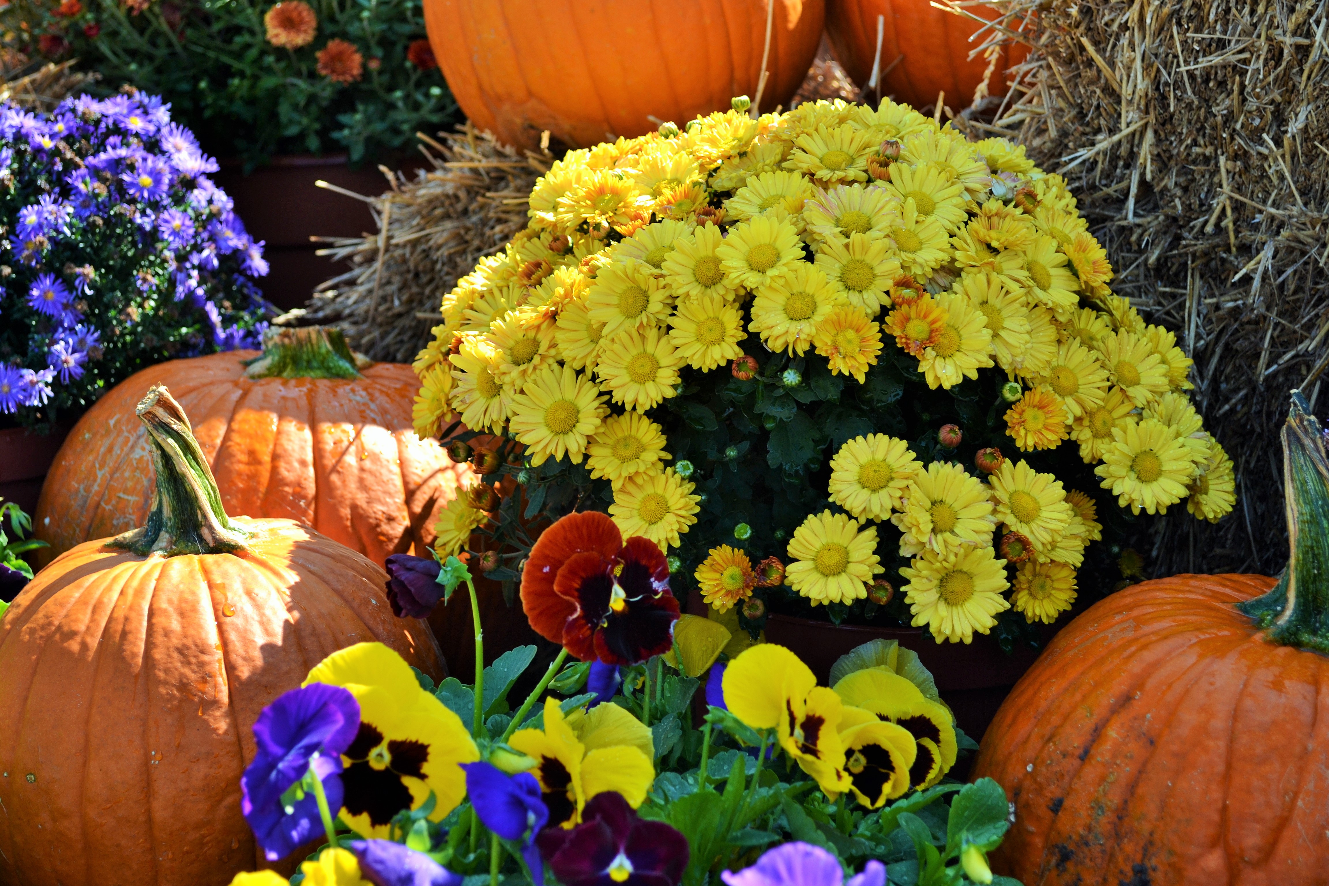 Pratt Garden Center Stutzmans Greenhouse & Garden Centers