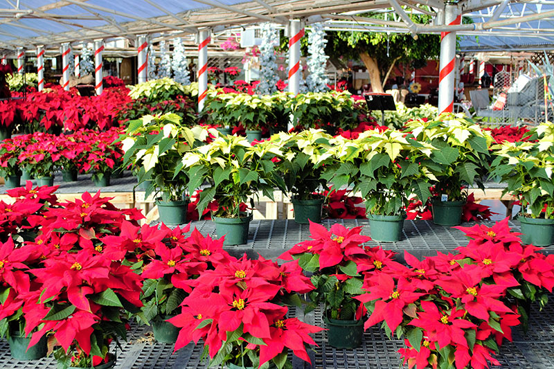 Our Greenhouse Stutzmans Greenhouse & Garden Centers