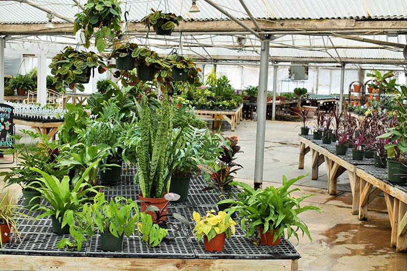 Our Greenhouse Stutzmans Greenhouse & Garden Centers