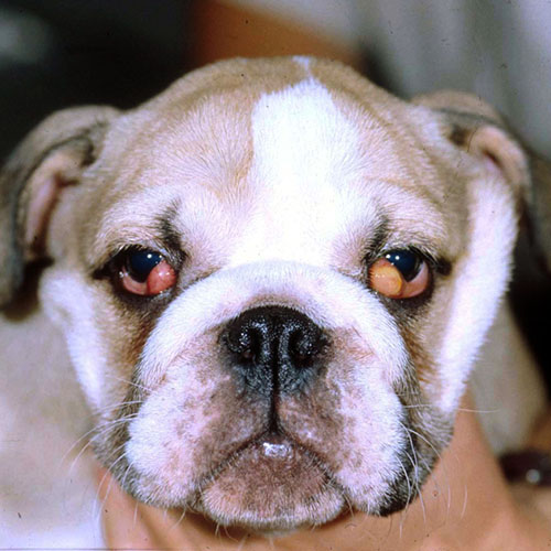 How To Fix Cherry Eye In English Bulldogs