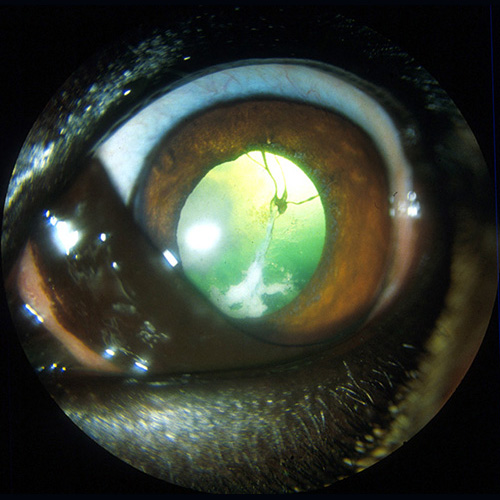 Cataracts South Texas Veterinary Ophthalmology