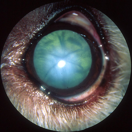 Cataracts South Texas Veterinary Ophthalmology