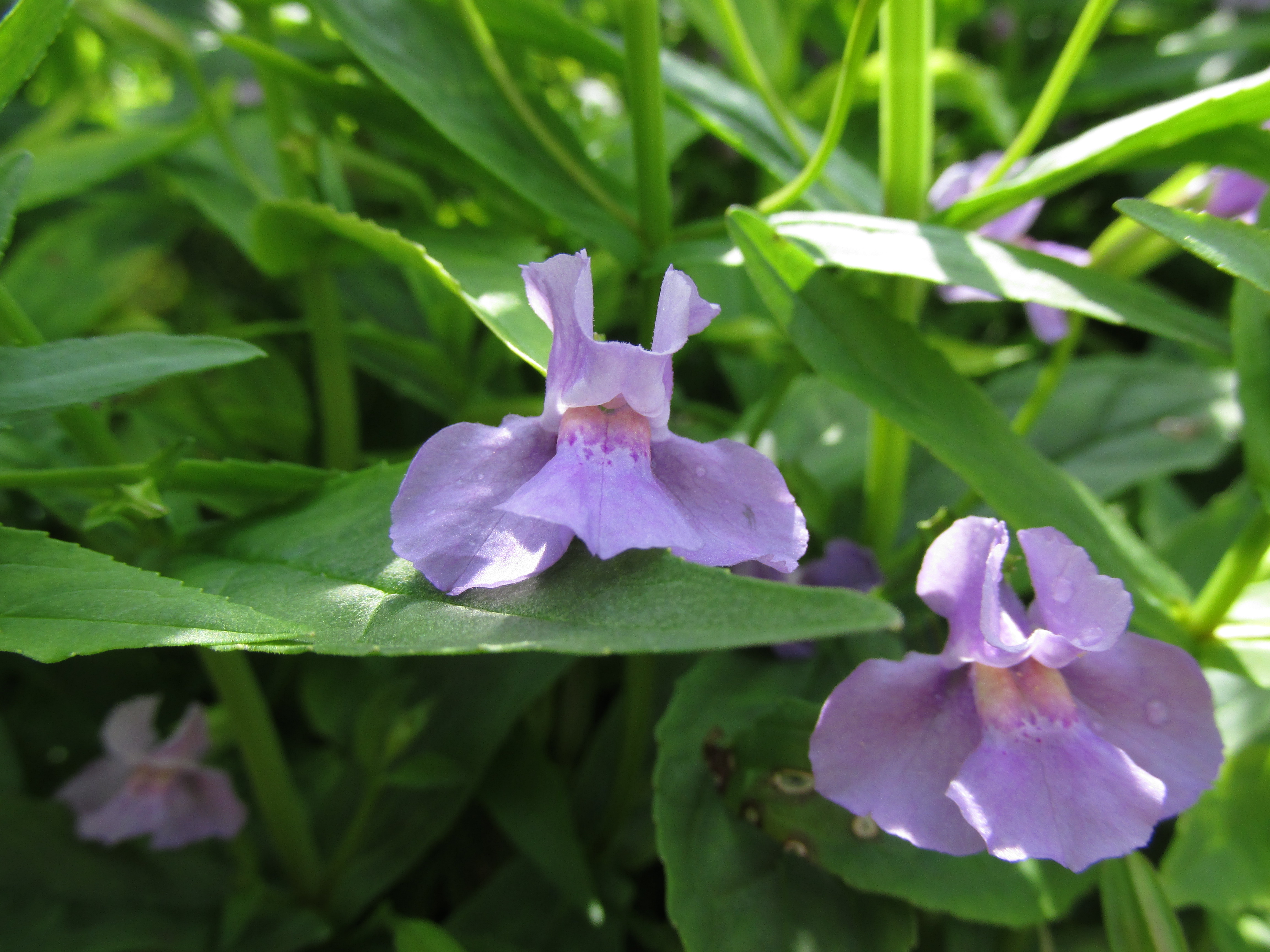 Buy Monkey Flower Plants St. Williams Nursery & Ecology