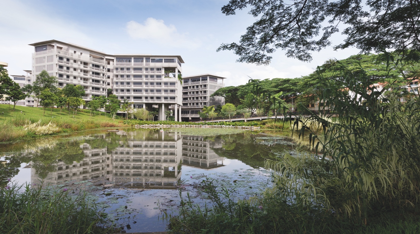 NTU Pioneer and Crescent Halls STX Landscape
