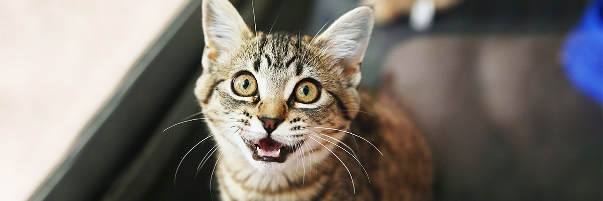 Welchen geruch mögen katzen nicht Welchen Geruch mögen Katzen nicht