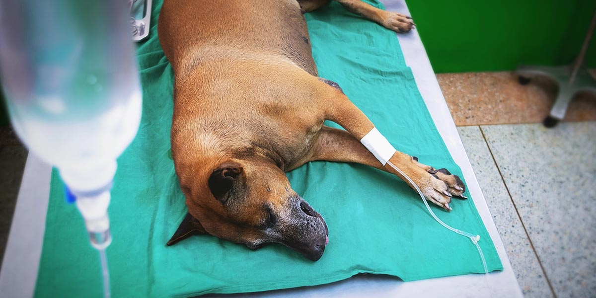 Xylitol "Süße Gefahr" für unsere Hunde pets Premium