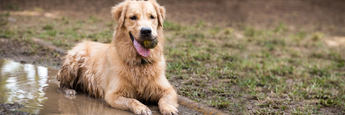 Die Lebensphasen des Hundes pets Premium