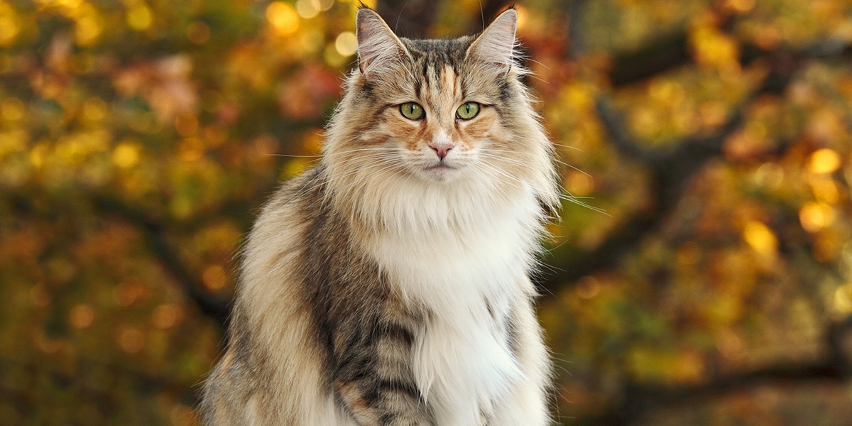 Norwegische Waldkatze im Rasseportrait pets Premium