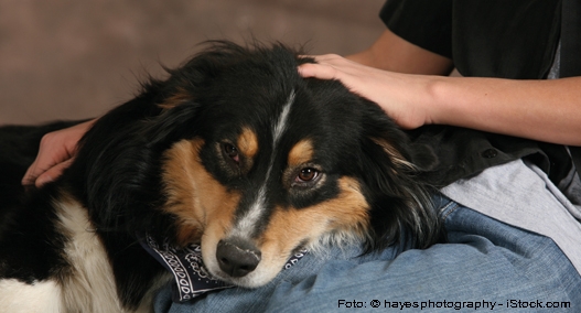 Gesundheitscheck bei Hunden Tierische Tipps von DAS FUTTERHAUS