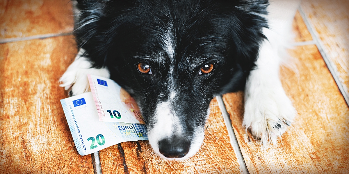 Rüde Nach Kastration Wann Wieder Fit englndshs