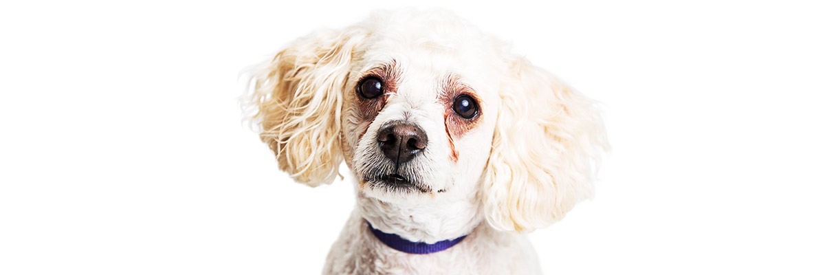 Hund Reibt Sich Die Augen Augen DE