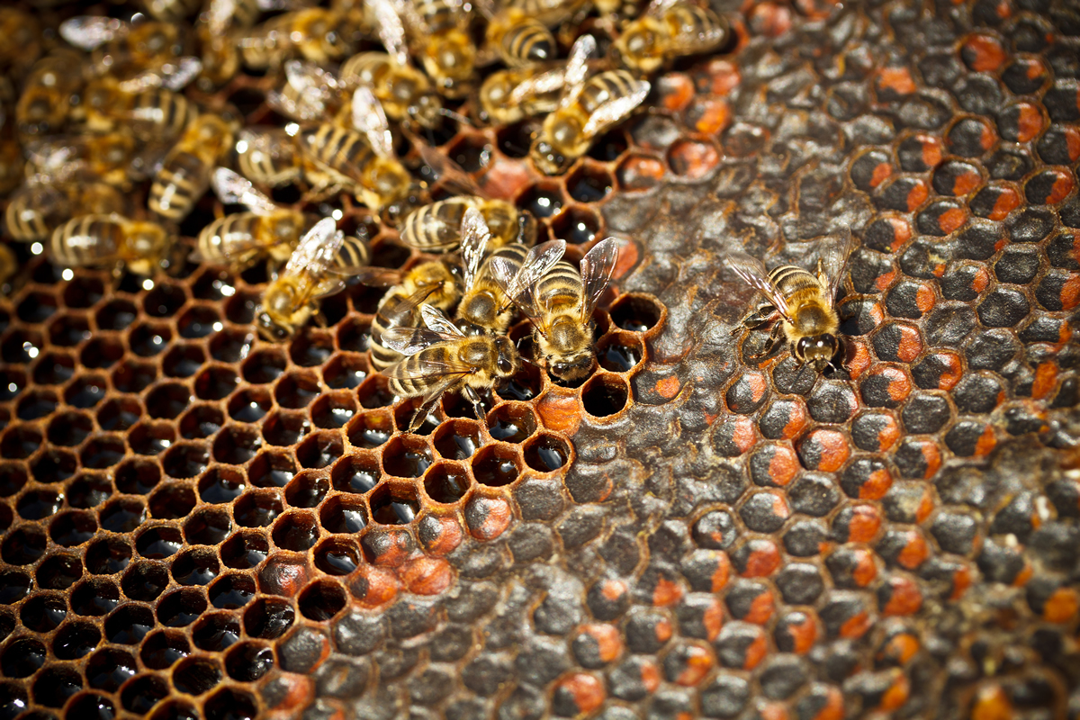 Día mundial de las abejas Style by ShockVisual