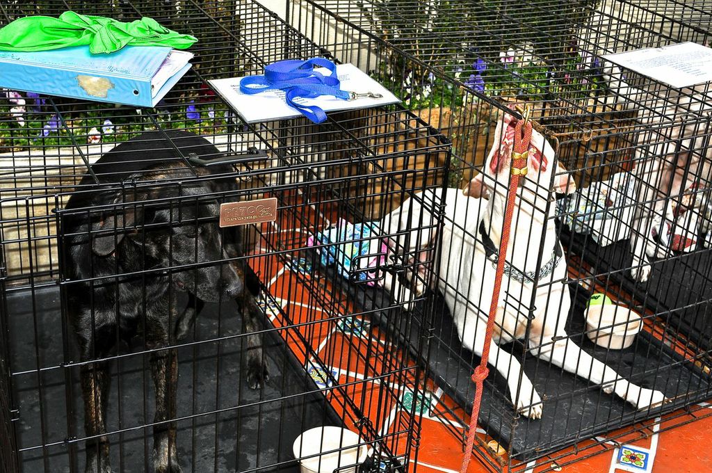 white rock dog rescue