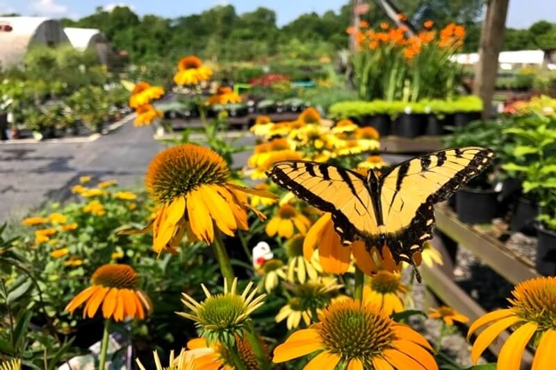 Bates Nursery and Garden Center
