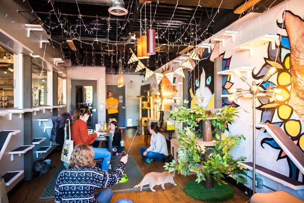 Cat Cafes and DogFriendly Spots in Atlanta 6 Cafes & Restaurants to Try