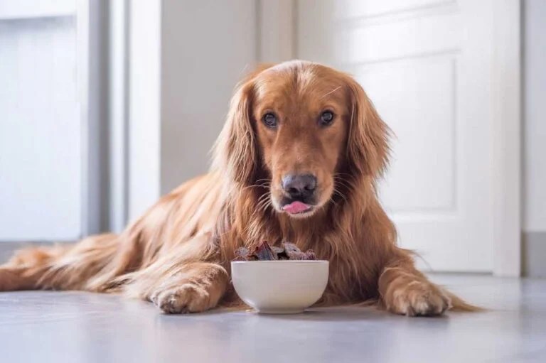 Can Dogs Eat Beef Jerky? StyleBuzzer