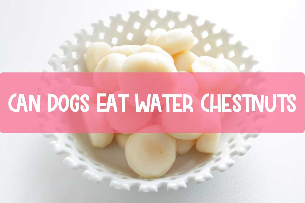 Can Dog Eat Water Chestnut