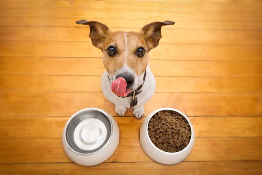 What Human Foods Are Potentially Poisonous for Dogs? StyleBuzzer
