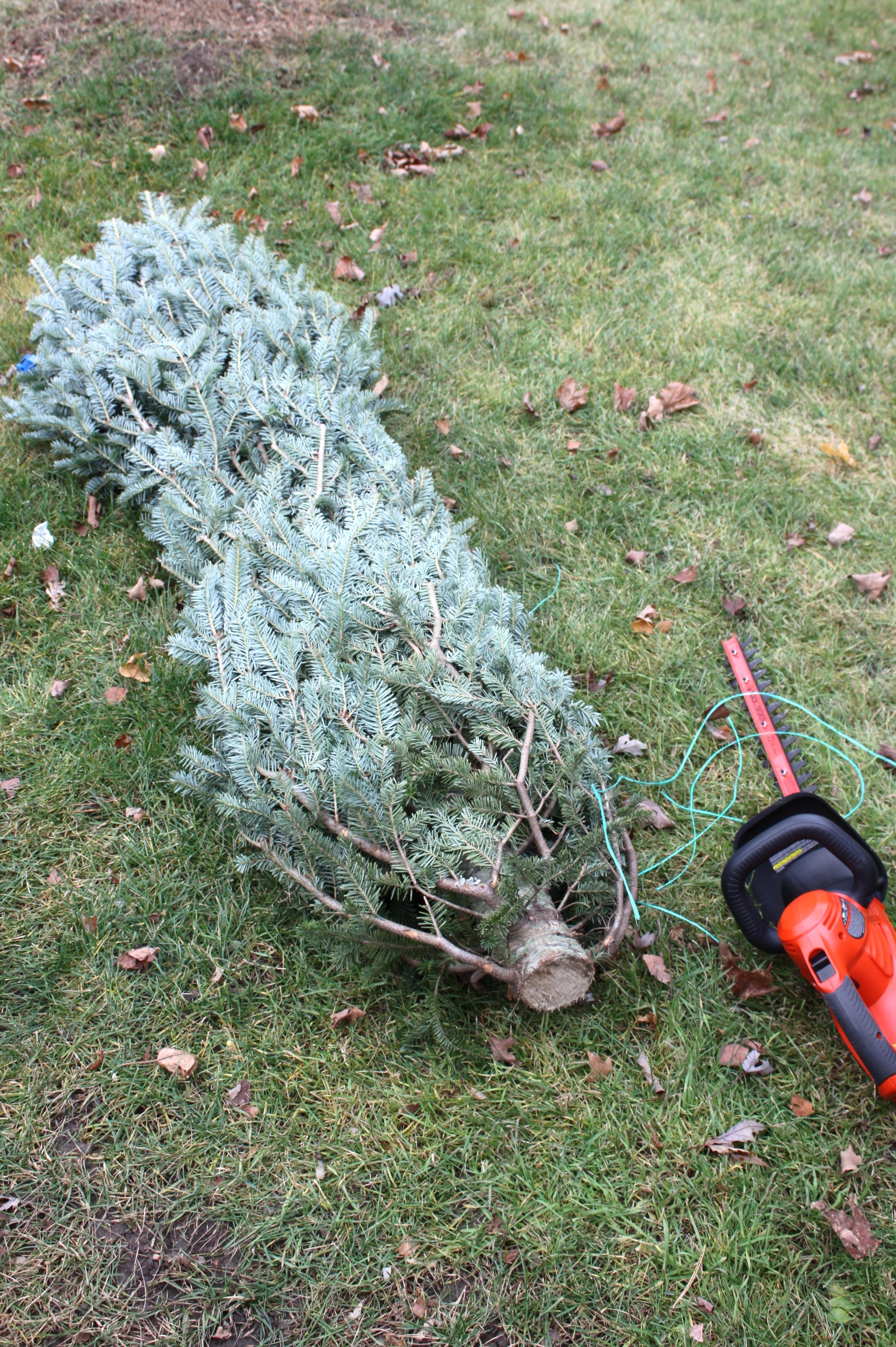 A Different Way to Enjoy a Christmas Tree! Ottawa Home Stager