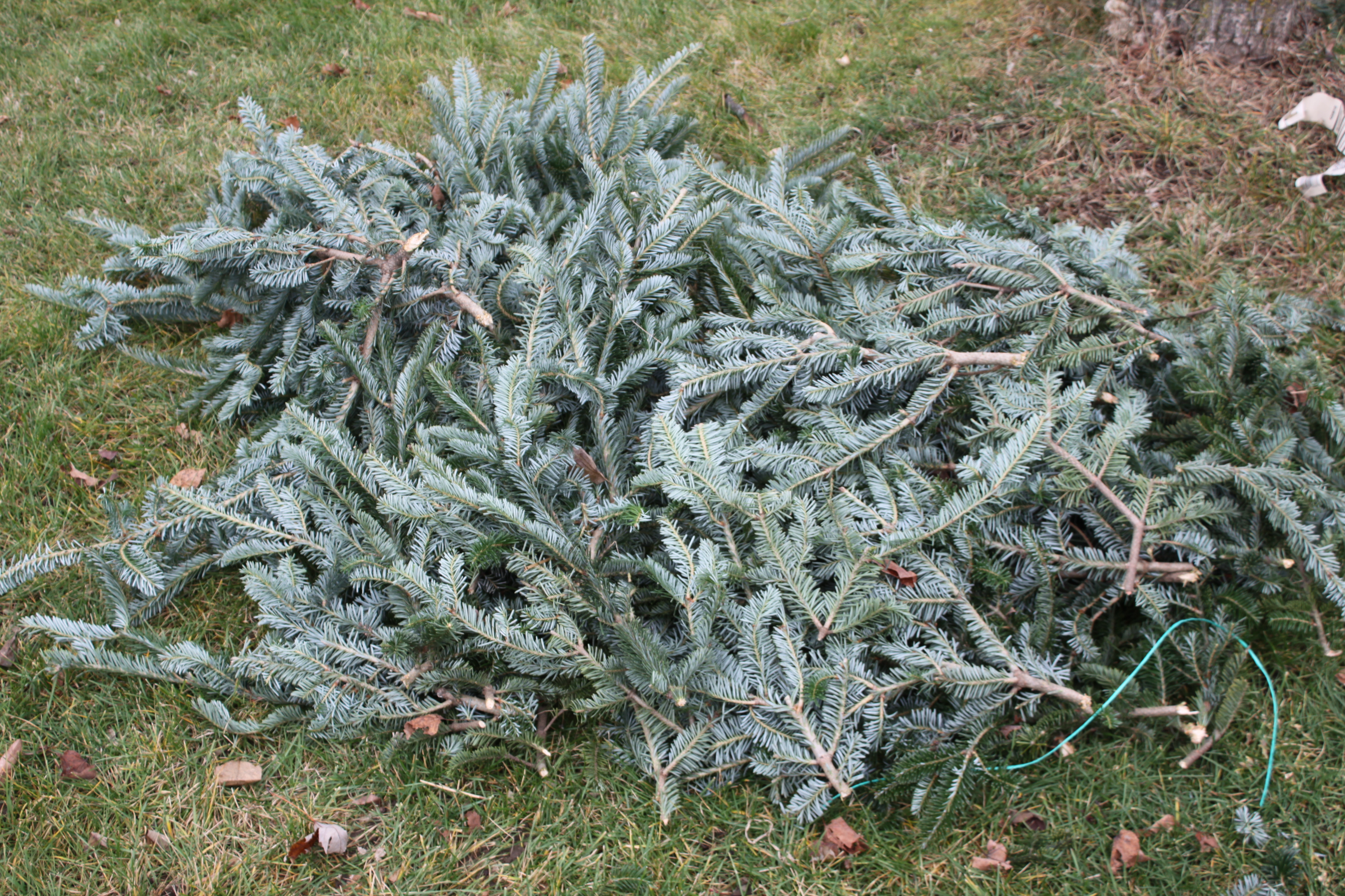 A Different Way to Enjoy a Christmas Tree! Ottawa Home Stager