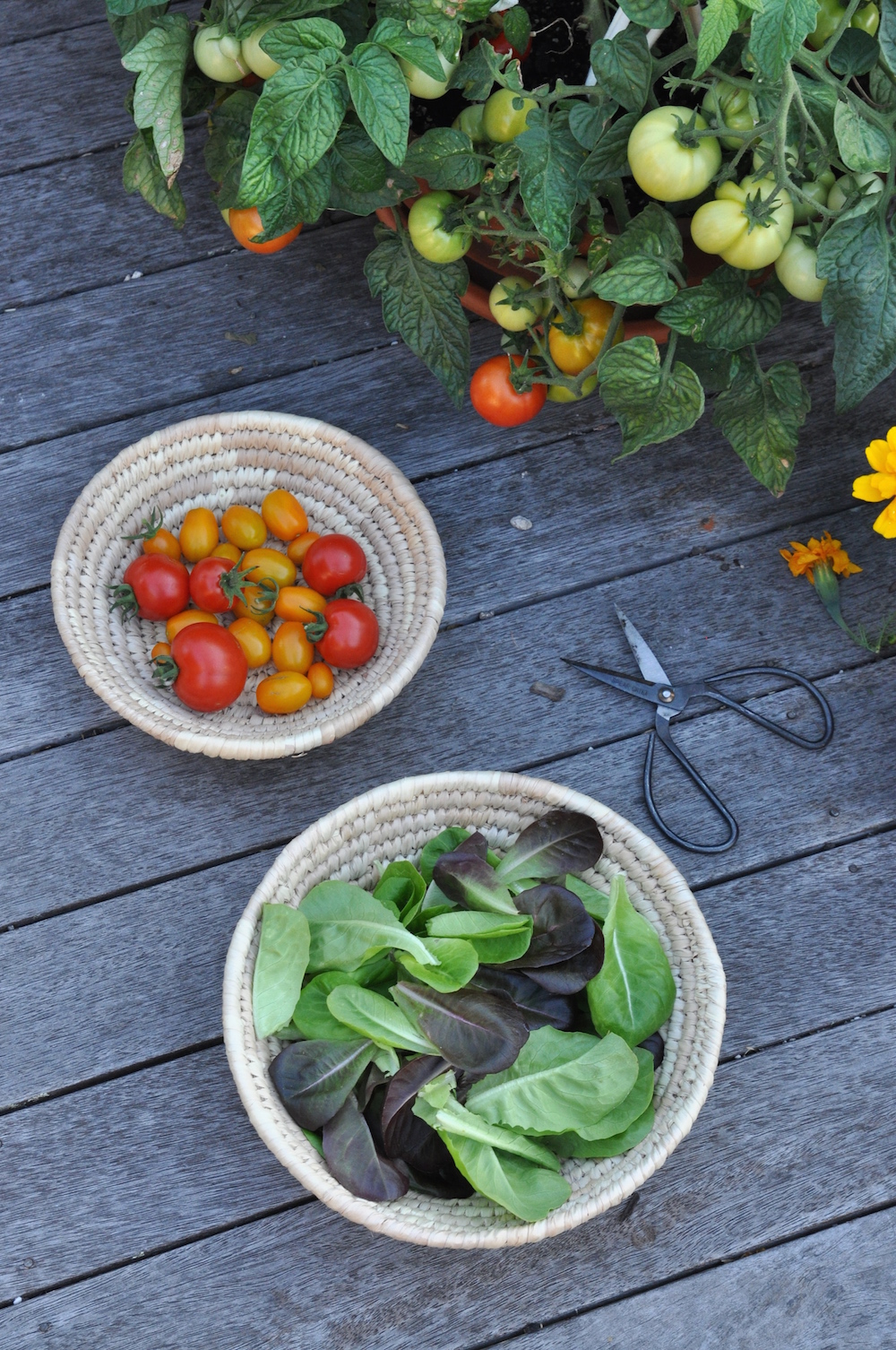 » My Edible Container Garden