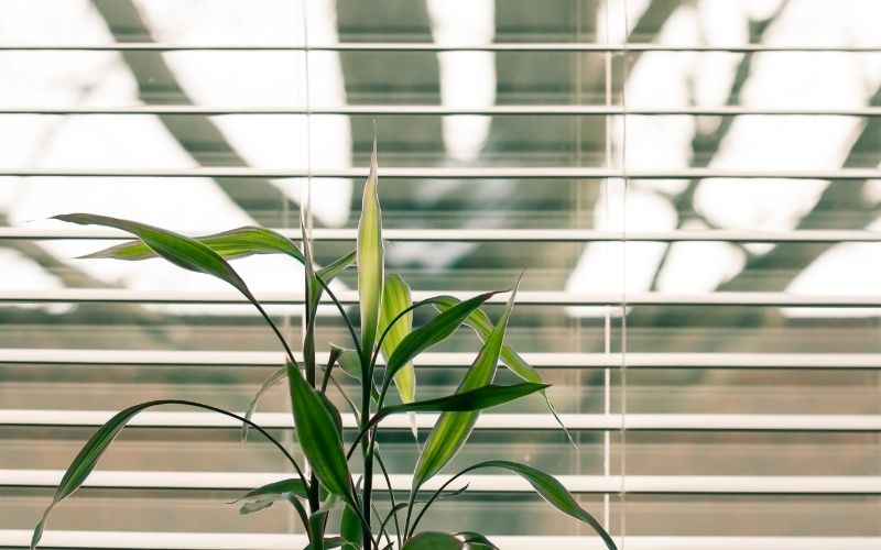 Feng Shui Superstitions about Indoor Plants Feng Shui Beliefs