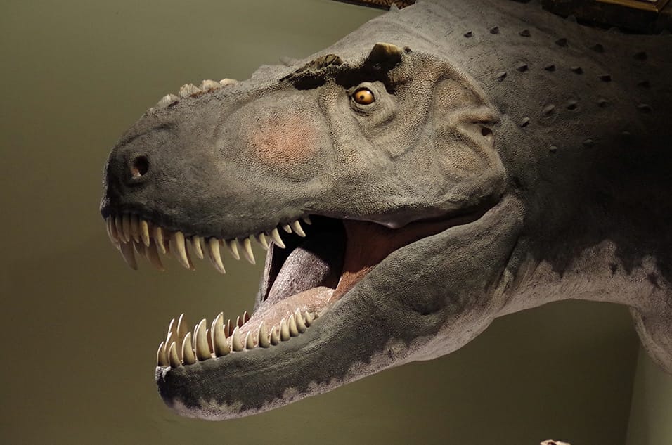 How many Tyrannosaurus Rexes ever lived on Earth? Here’s a new clue