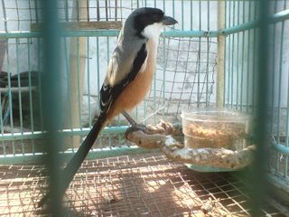 Cara Merawat Burung Cendet | Stylemyweb's Blog 240_X_320_jpg