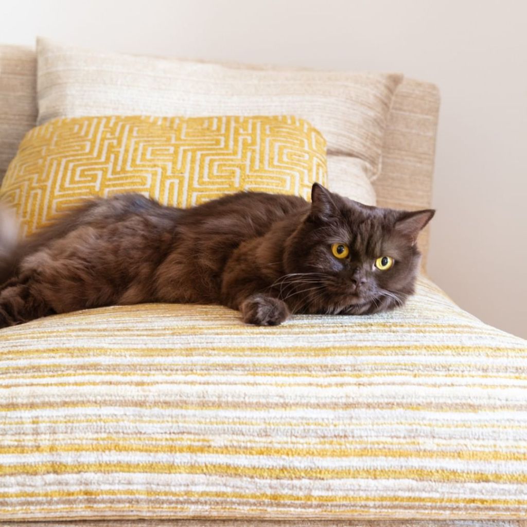 Pet Owners Worst Fabrics Style N' Design