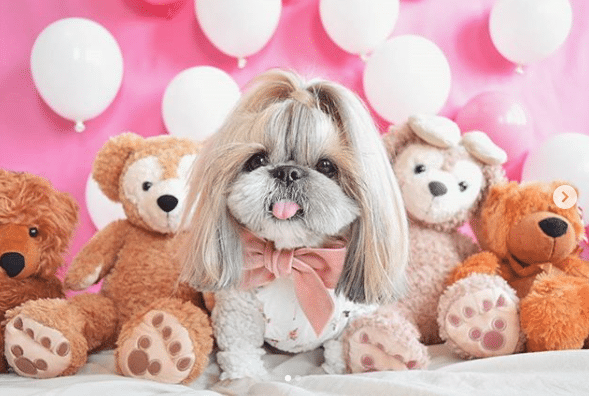 Kuma The Most Trendy Hairstyle Dog