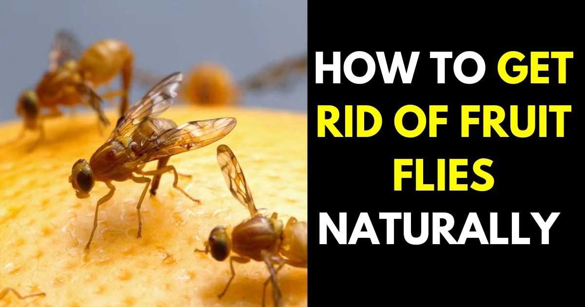 How to Get Rid of Fruit Flies 14 Best Home Remedies for Fruit Flies