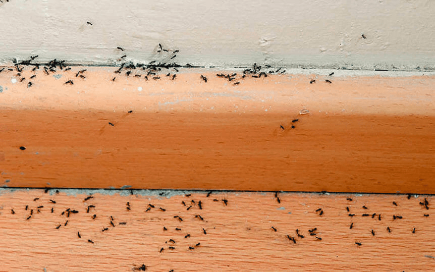 How to Get Rid of Ants in the House DIY Ant Killer Without Borax