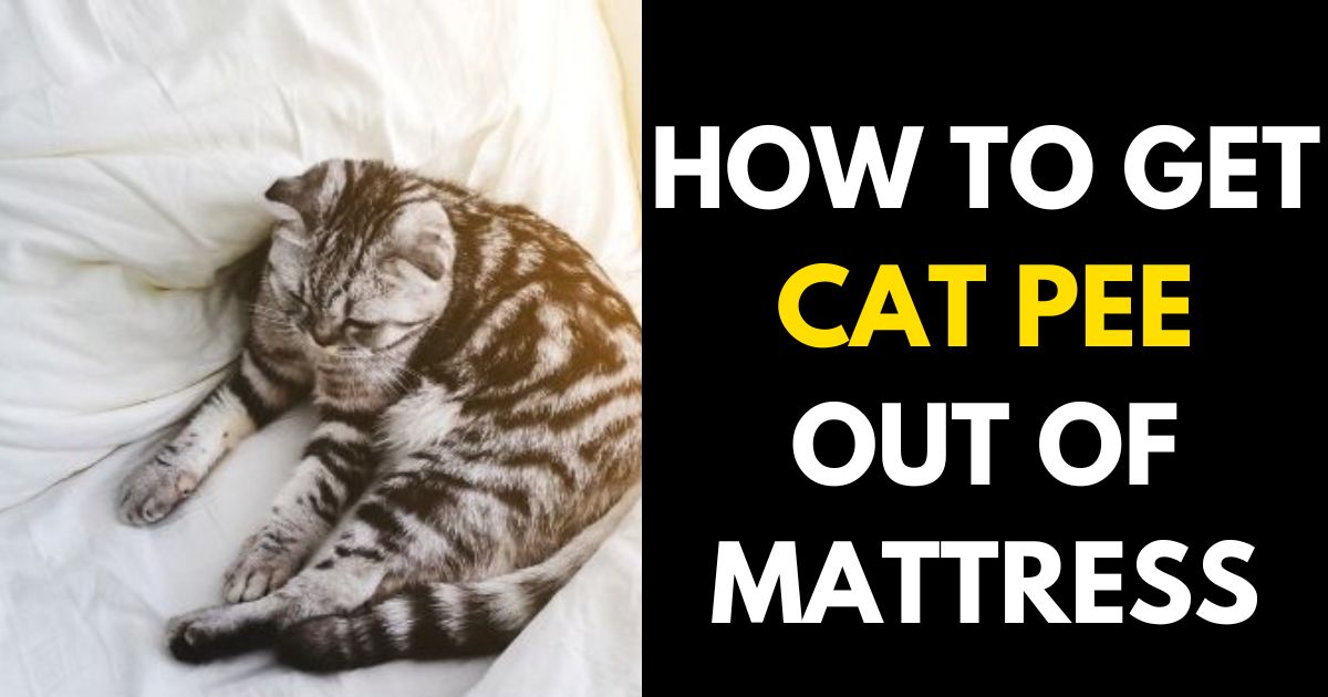How to Get Cat Pee Out of Mattress A Comprehensive Guide StylePersuit