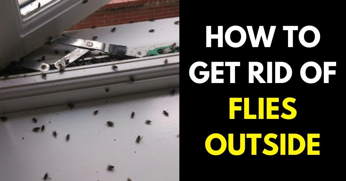 How to Get Rid of Flies Outside StylePersuit