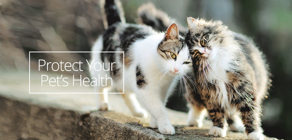 Lenexa Feline Health Cat Clinic of Johnson County Veterinary Lenexa