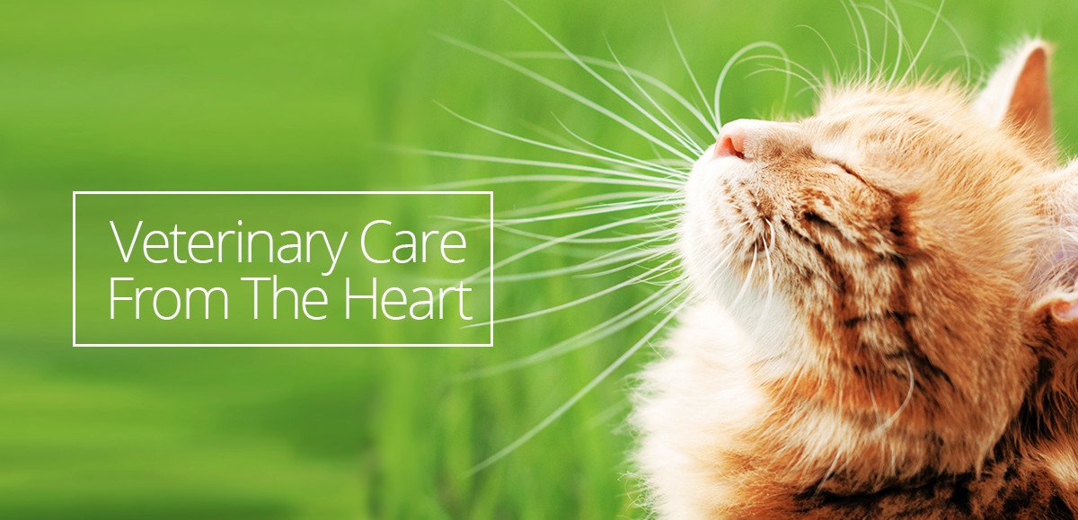 Lenexa Feline Health Cat Clinic of Johnson County Veterinary Lenexa