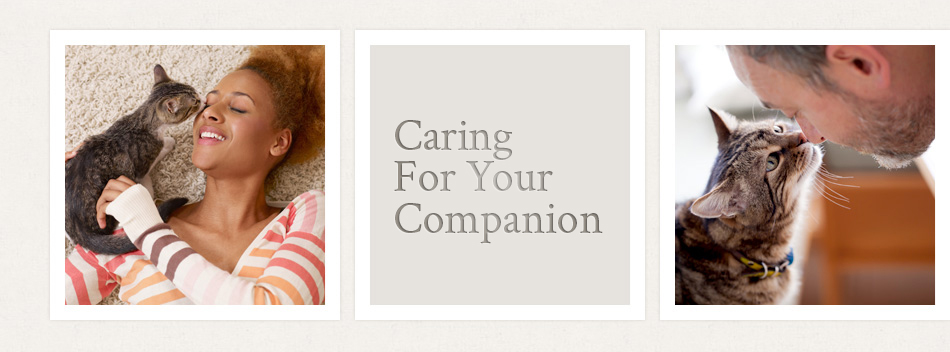 Surrey Pet Hospital Angel Animal Hospital Veterinarian Surrey, BC