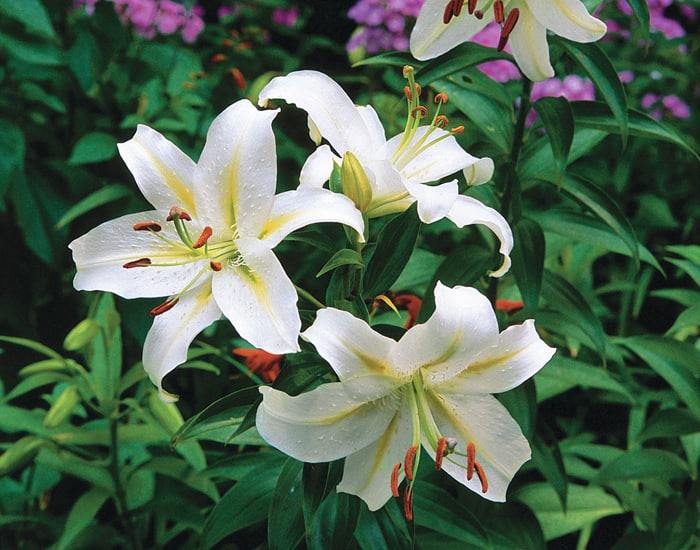 Scented Flowers Top 15 India's Most Fragrant Flowers Names