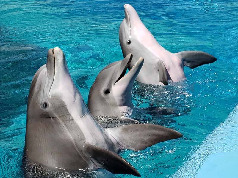 Dolphin Varieties 12 Different Types of Dolphin Species with Pics & Facts