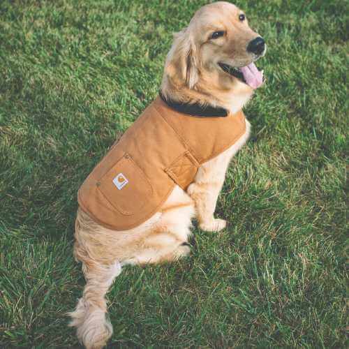 Best Winter Coat for Dogs, Dog Vest, Water Repellent Cotton