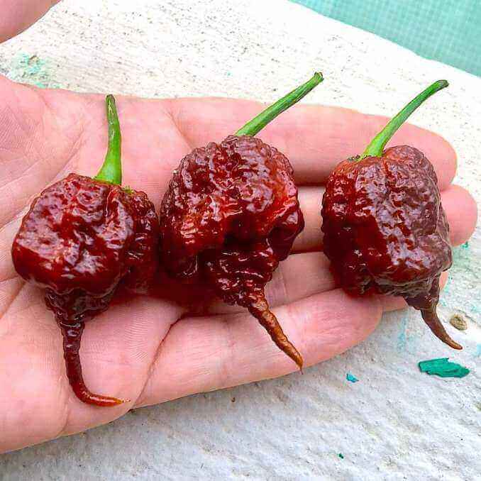 Carolina Reaper Chocolate Bhutlah Spiciest Chilli Ever!