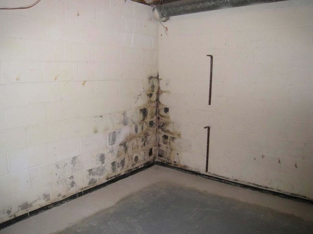What Does Mold Look Like In A basement? Style Vanity