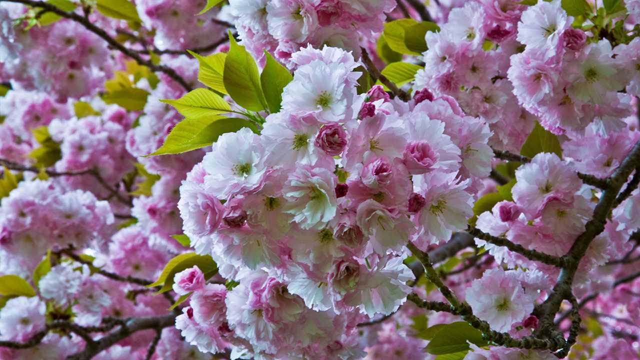 All You Need To Know About Peach Tree Flowers Expert Tips And Advice(03)