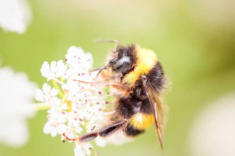 Bumblebee Vs Carpenter Bee A Comparison Of Two Common Bees Styves.Co.Za