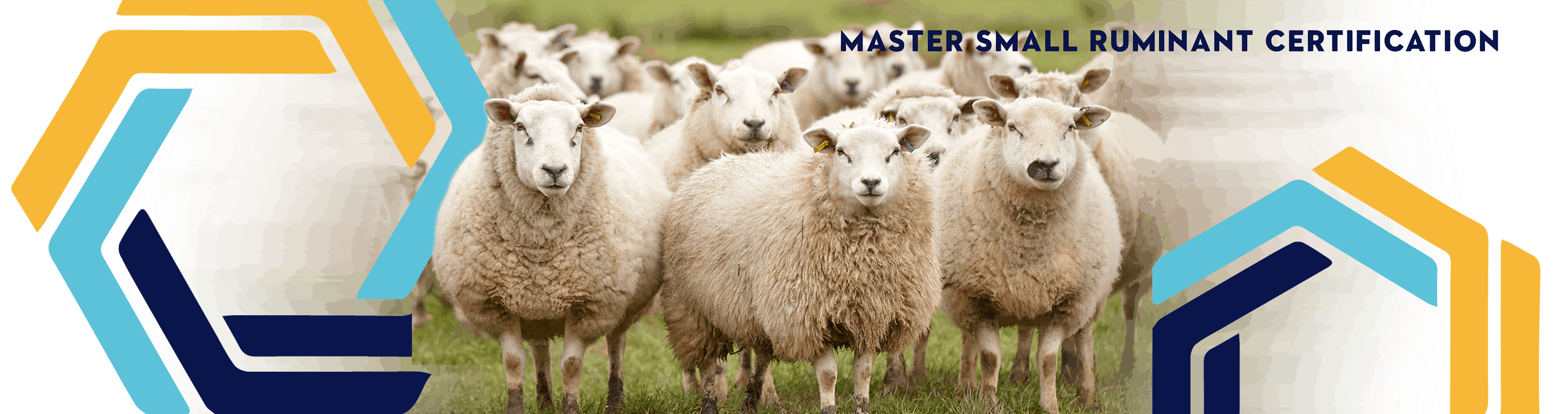 Master Small Ruminant Certification