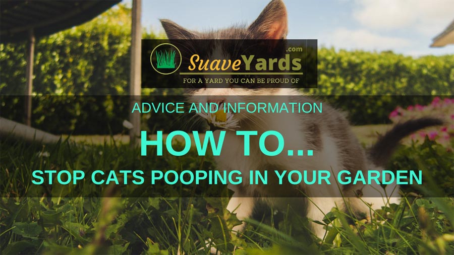 How to Stop Cats Pooping in Your Garden A Quick Guide